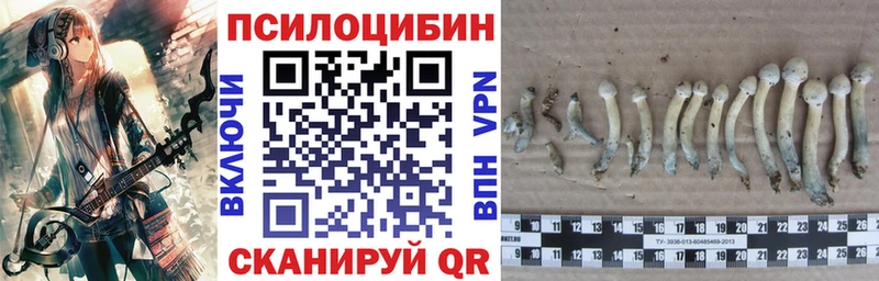 Купить где  Черногорск  Псилоцибиновые грибы прущие грибы 